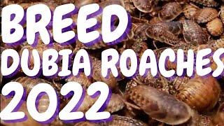 How To Breed DUBIA ROACHES 2022  New Tricks [upl. by Lady]