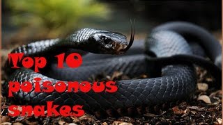 Top 10 poisonous snakes with names and details [upl. by Ecyaj4]