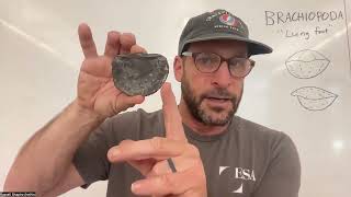 Lesson 5 Brachiopods [upl. by Fennelly]