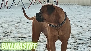 Bullmastiff Morning PlayBreakfast [upl. by Leirej656]