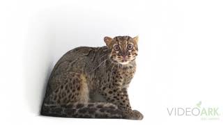 A federally endangered marbled cat Pardofelis marmorata marmorata at Zoo Taiping [upl. by Warwick]