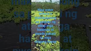 water lettuce helps enhance crop growth [upl. by Smada555]