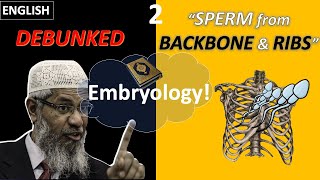 GrecoRoman Embryology in the Quran Part II Production of Sperm between Backbone amp Ribs English [upl. by Lexerd]