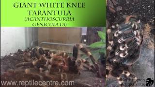 Brazilian Giant White Knee A geniculata rehouse to our custom enclosure [upl. by Corie]