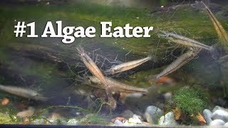 Do Amano Shrimp REALLY eat hair algae [upl. by Sanfourd]