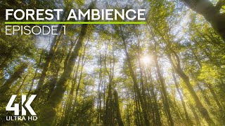 4K Peaceful Forest Ambience  Birds Chirping amp Sunrays shining through the Trees  Episode 1 [upl. by Ahsinrats]