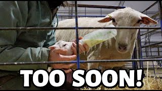 SPRING LAMBING 2024 HAS BEGUN but was it too soon  Vlog 774 [upl. by Namlak]