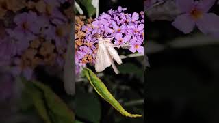 Light Arches Apamea lithoxylaea feeding on Buddleja davidii 02082024 Northern Ireland [upl. by Inram]