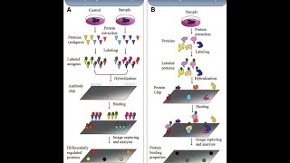 Protein Microarray Part 2 Types of Protein Microarray Applications and challenges [upl. by Armallas]