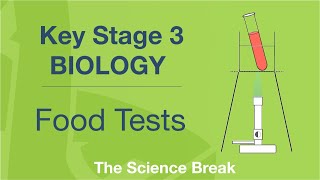 Key Stage 3 Science Biology  Food Tests [upl. by Eiramlatsyrc]