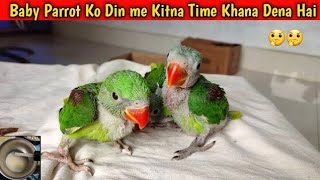 Baby Parrot ko Din me Kitna Time Khana Dena Chahiye Food Timetable for Baby Parrot [upl. by Eiramesor]