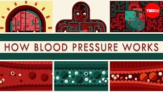 How blood pressure works  Wilfred Manzano [upl. by Tekla]