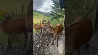 Galloway Forest Park 🏴󠁧󠁢󠁳󠁣󠁴󠁿 deer galloway wildlife Scotland shorts animalshorts [upl. by Lawlor]