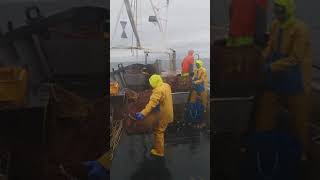 Orkney Crabber From Westray Hauling Creels [upl. by Novahc]