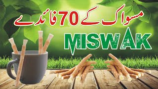 Miswak ke Faidy  70 benefits of miswak  Msq Online  Miswak ka Tariqa  Miswak Ki Fazilat Miswak [upl. by Alper846]