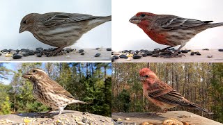 How to Identify House Finches vs Purple Finches [upl. by Dugas]