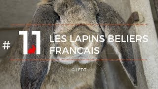 LES LAPINS BELIERS FRANCAIS │LFDT 11 [upl. by Casaleggio]