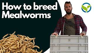 Breeding Mealworms with the OFERA Mealworm Farm [upl. by Enirehs]