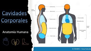 Cavidades Corporales del Cuerpo Humano [upl. by Ahon]