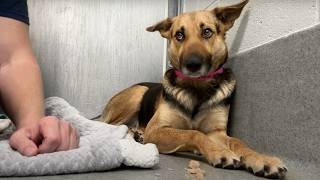 Mini German Shepherd abandoned at Home Depot Watch when she’s told she’s a good girl for first time [upl. by Carlock]