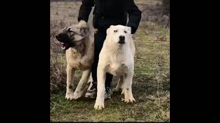 Kangal dog Vs Akbash Livestock guardians✅ [upl. by Finlay]