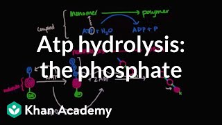 ATP hydrolysis Transfer of a phosphate group  Biomolecules  MCAT  Khan Academy [upl. by Keeryt]