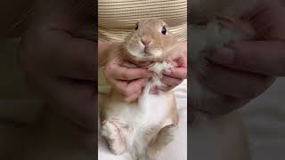 Funny and cute baby bunny rabbit videos 🐰 cute bunny 🐇 baby bunny 🥰 funny bunny videos 🤣 [upl. by Alexio574]