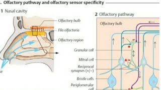 Olfactory Pathway  Location of olfactory epithelium in the nasal cavity [upl. by Eliott]