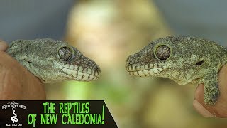 REPTILES OF NEW CALEDONIA Rhacodactylus trachycephalus and more New Caledonia 2018 [upl. by Annwahs]