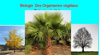 Biologie végétale les cormophytes [upl. by Tarkany]