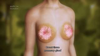 Breast Stem Cells – no narration [upl. by Marylin]