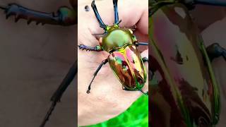 Rarest beetle 🪲 on the planet 🌏‼️ lian amazingpast facts stagbeetle [upl. by Jegar393]