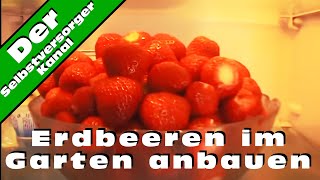 Erdbeeren im Garten anbauen und die Schwierigkeiten [upl. by Pich]