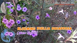 Beautiful Blossom Ruellia Squarrosa Water Bluebell beautiful bloom [upl. by Dale879]