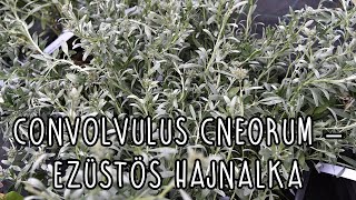 Convolvulus cneorum – Ezüstös hajnalka [upl. by Ummersen]