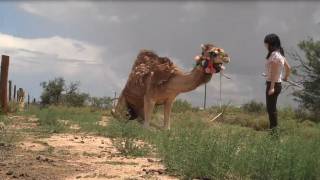 A Girl and Her Pet Camel [upl. by Sella]