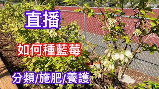 直播【如何種藍莓—7】想要成功種植藍莓？【藍莓分類】【施肥及養護】 How to grow blueberries [upl. by Shani]