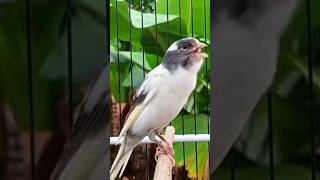 beautiful canary chirping canary canario canarias canarysinging canaryislands canário kenari [upl. by Adnarym665]