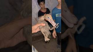 Battakh 🦆 ka bacha gift mila  बत्तख का बच्चा गिफ्ट में मिला  petsman duck petsvlog minizoo [upl. by Adai384]