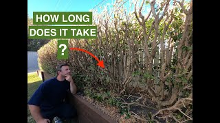 How long does a HEDGE Murraya take to GROW BACK After a HARD PRUNE [upl. by Latsirc]