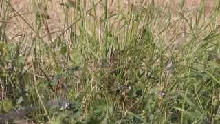 Zitting Cisticola  nest  Cisticola juncidis  Cyprus [upl. by Atiluap]