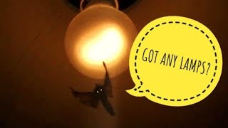 Moth Bouncing Off Lamp [upl. by Oirramed]