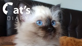 Birman kittens development from 0 to 86 days [upl. by Dryfoos450]