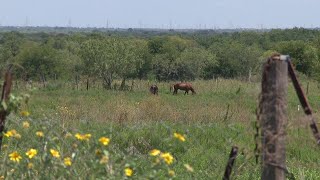 Video Families lose thousands of dollars in property investment for land never on sale [upl. by Ydnagrub]