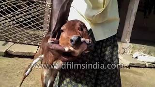 Cute two headed calf  ever seen something like this Bovine conjoined twins [upl. by Ayomat]