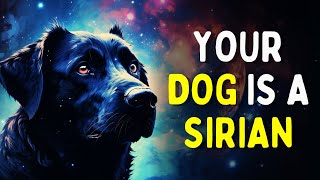 Your DOG Manifested YOU  The SECRET Spiritual SIGNIFICANCE of Dogs [upl. by Yatnuahs]