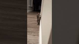 My Cat Apollo  The Stalking Hunter Kitten [upl. by Elwee224]