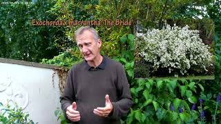 How to prune Exochorda macrantha The Bride [upl. by Valerian772]