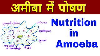 Nutrition in Amoeba  nutrition in amoeba explain in hindi  amoeba me poshan  अमीबा में पोषण [upl. by Maurine]