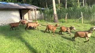 BARBADOS BLACKBELLY SHEEP [upl. by Gnik]